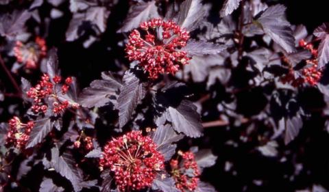 Common Ninebark,  fruit of the cultivar ‘Diablo’
