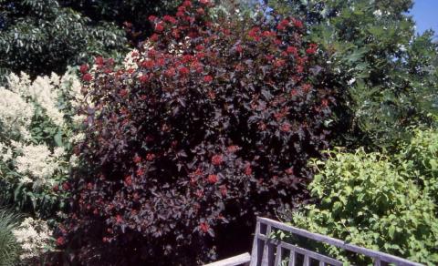 Common Ninebark, form of the cultivar ‘Diablo’