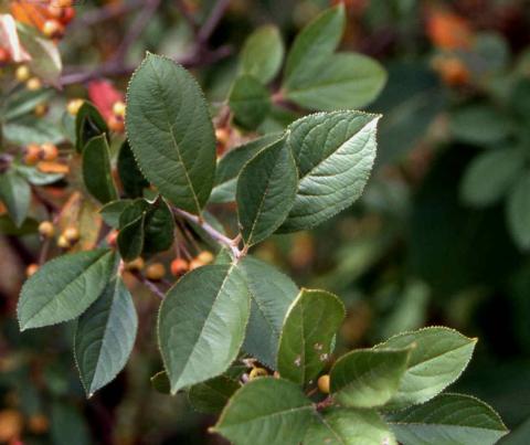 Red Chokeberry leaves