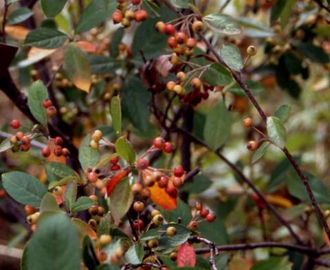 Red Chokeberry fruit