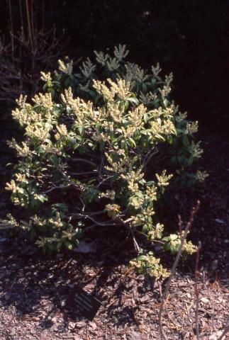 Mountain Pieris form