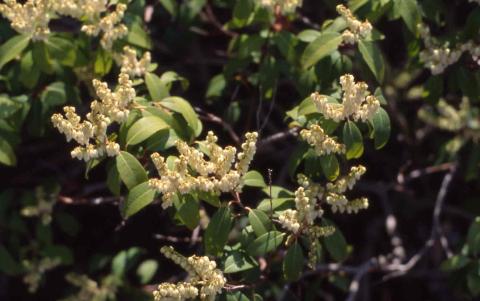 Mountain Pieris flowers and leaves