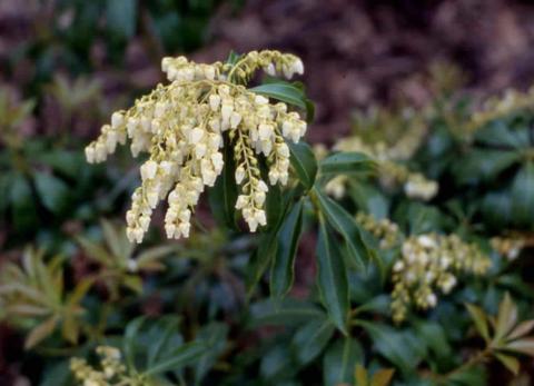 Japanese Pieris flower