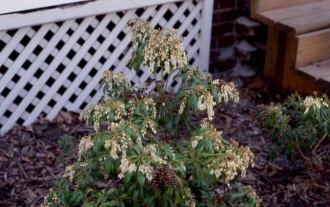 Japanese Pieris form