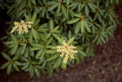 Japanese Pieris flowers and leaves