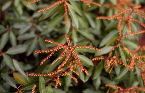 Japanese Pieris fruit