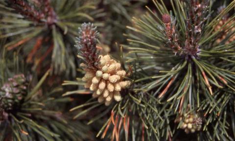 Mugo Pine needles and pollen cones (male flowers)