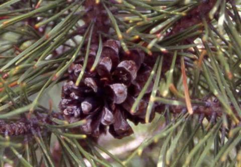 Mugo Pine cone (fruit)