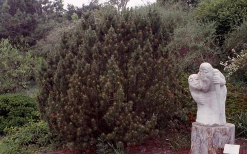 Mugo Pine form