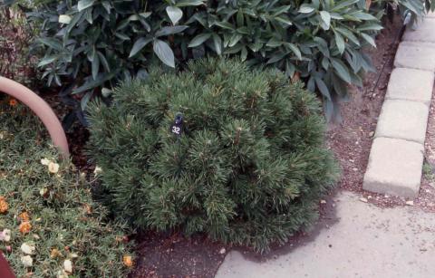 Mugo Pine cultivar ‘Pumilio’