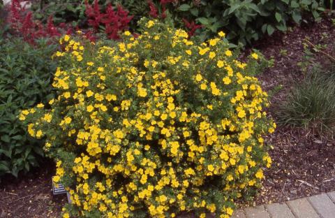 Potentilla in flower
