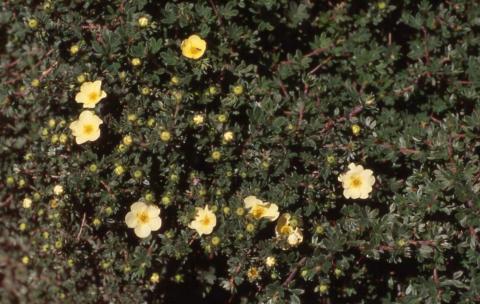 Potentilla flowers