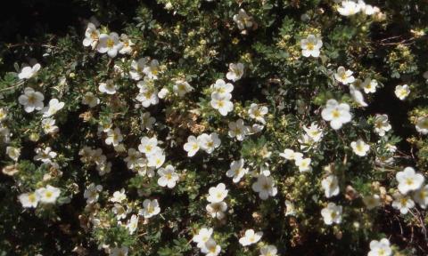 Potentilla flowers