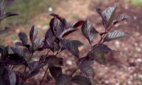 Purple-leaf Sand Cherry leaves