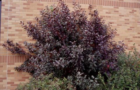 Purple-leaf Sand Cherry form