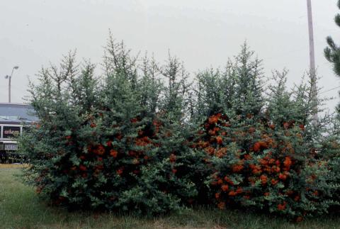 Scarlet Firethorn form