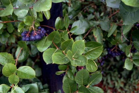 Black Chokeberry leaves