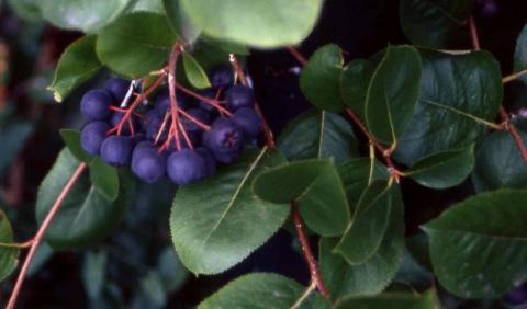 Black Chokeberry fruit