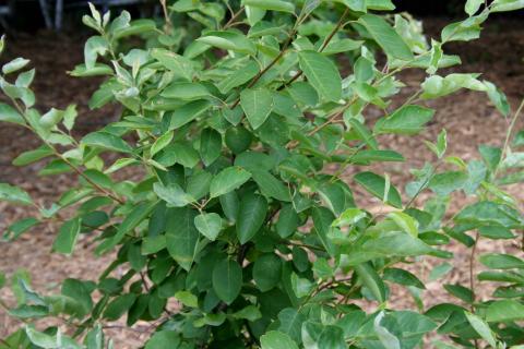 Leaves of Alleghany Serviceberry