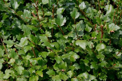 Leaves of Alpine Currant