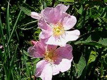 Flowers of Carolina Rose