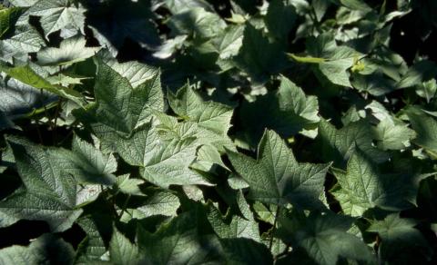 Leaves of Thimbleberry