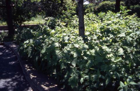 Form of Thimbleberry