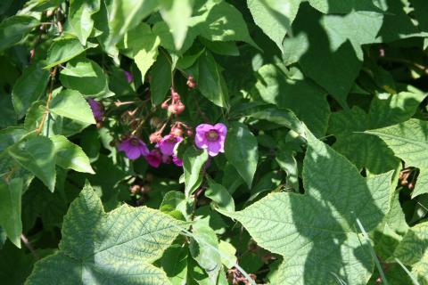 Thimbleberry leaves and flowers