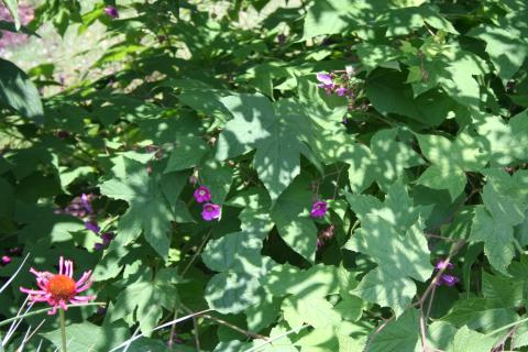 Thimbleberry leaves and flowers