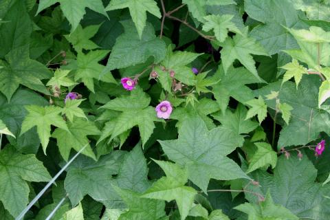 Thimbleberry leaves and flowers