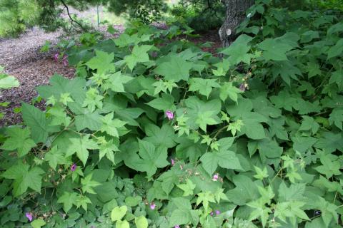 Form of Thimbleberry