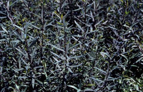 Purpleosier Willow; leaves of the cultivar 'Nana'