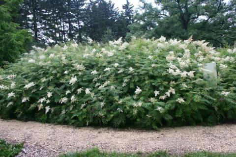 Form of Ural Falsespirea