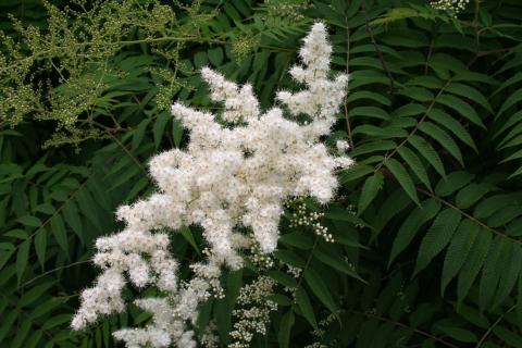 Ural Falsespirea flowers