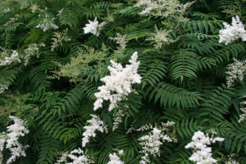 Ural Falsespirea flowers and leaves