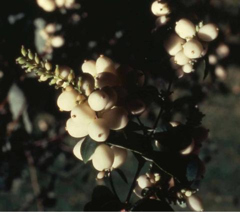 Common Snowberry fruit