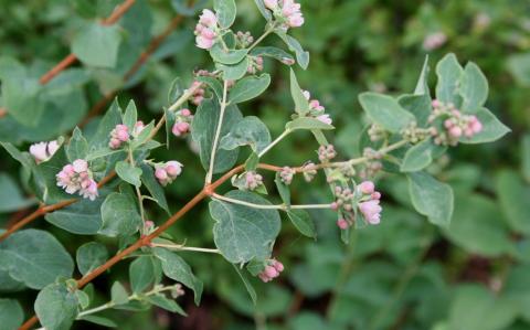Common Snowberry flowers