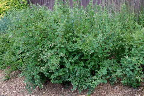 Common Snowberry form