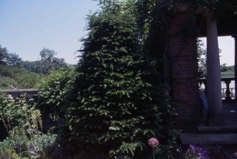 Japanese Yew; cultivar 'Capitata'