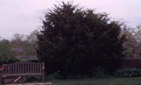 Form of Japanese Yew