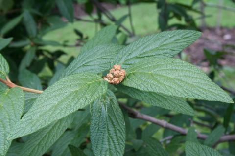 Lantanaphyllum Viburnum leaves