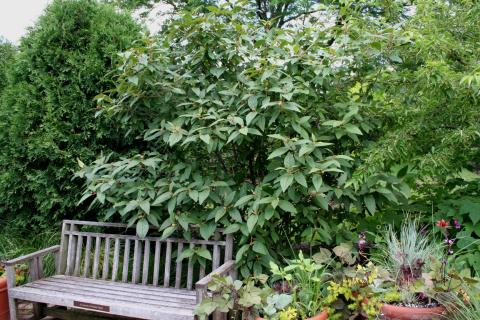 Form of Lantanaphyllum Vuburnum