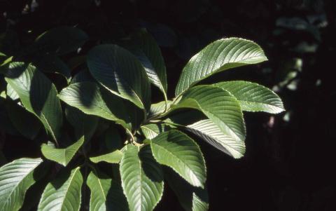Leaves of Siebold Viburnum
