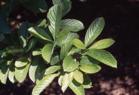Leaves of Siebold Viburnum