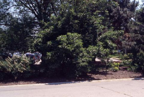Form of Siebold Viburnum
