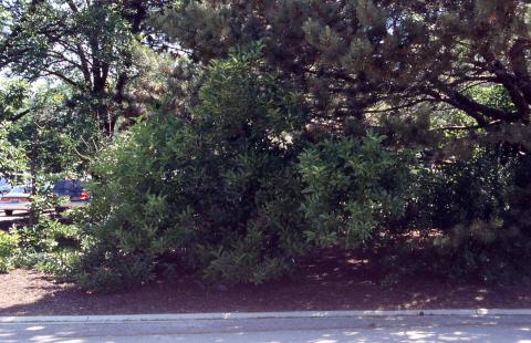 Form of Siebold Viburnum