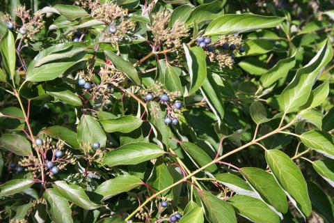 Leaves and fruit of Silky Dogwood