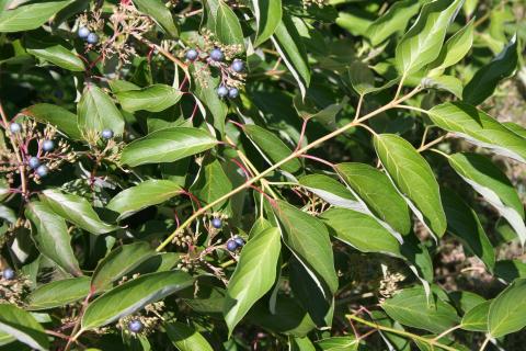 Leaves and fruit of 
Silky Dogwood