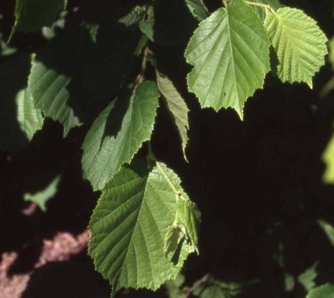 Leaves of European Filbert
