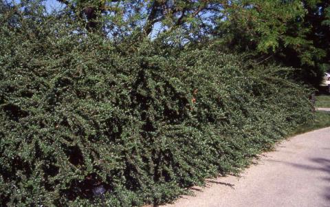 Form of Spreading Cotoneaster